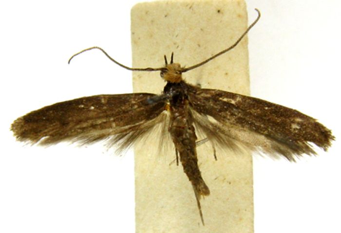 Fișier:Metanomeuta fulvicrinis (Meyrick, 1935) (Științele naturii) 2377 02.09.2009 Tezaur 73F677D125F747268AE41A2C85E12DEA.jpg