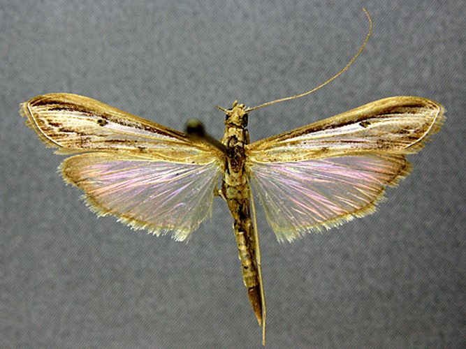 Fișier:Euclasta gigantalis whalleyi (Popescu-Gorj & Constantinescu, 1973) (Științele naturii) 2576 06.10.2010 Tezaur 699A6EBA6DA04A4A8E0F77AA9A85F961.jpg