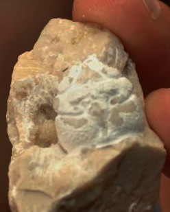 Fișier:Cycloprosopon dobrogea fossil.jpg