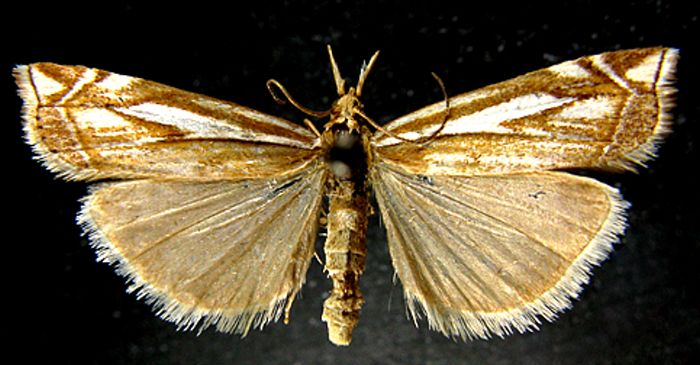 Fișier:Crambus dumetellus var. boreellus (Caradja, 1910) (Științele naturii) 2508 02.09.2010 Tezaur 20F4820CFE314BA9A56B0EFB6574AFA3.jpg