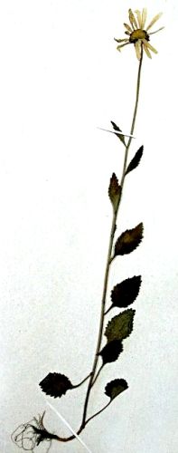 Fișier:Leucanthemum waldsteinii (Schultz) (Pouzar) (Științele naturii) 2310 16.07.2009 Fond B9E97948FC4549C79AA2C3E73544C165.jpg