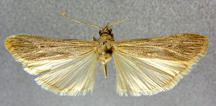 Fișier:Epischnia elongatella (Caradja, 1916) (Științele naturii) 2233 04.04.2014 Tezaur D44DD104EB6E436AB956680909088355.jpg