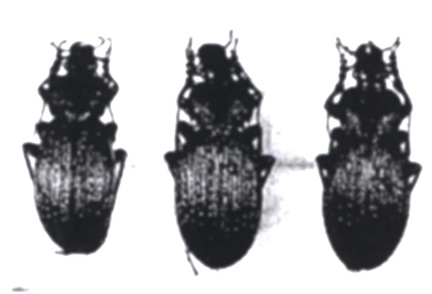 Fișier:Carabus (Morphocarabus) alutensis, ord. Coleoptera, fam. Carabidae (Săvulescu, 1972) (Științele naturii) 2843 10.11.2003 Tezaur B638A89636774548BAB997FE1530DAC9.jpg