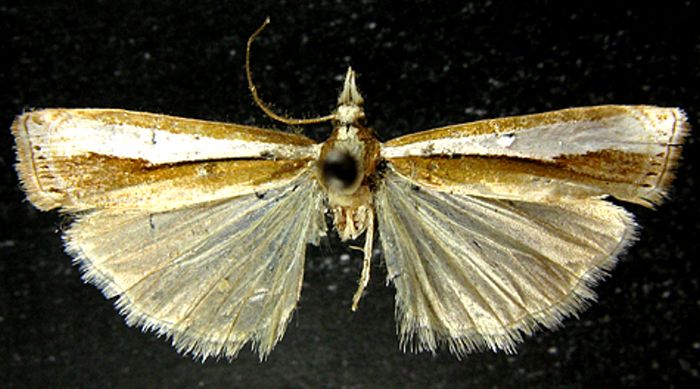 Fișier:Crambus narcissus (Bleszynski, 1961) (Științele naturii) 2508 02.09.2010 Tezaur E360CA0C368E44CCB60DE16E5566532A.jpg