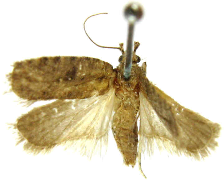 Fișier:Depressaria sutschanella (Caradja, 1926) (Științele naturii) 2519 18.08.2008 Tezaur BFD6BE204A5549688975646DF78E0D1A.jpg