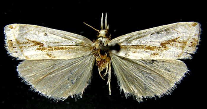 Fișier:Crambus sinicolellus (Caradja, 1926) (Științele naturii) 2508 02.09.2010 Tezaur AD5CD3CEFECF4976A96622018E11C2D5.jpg