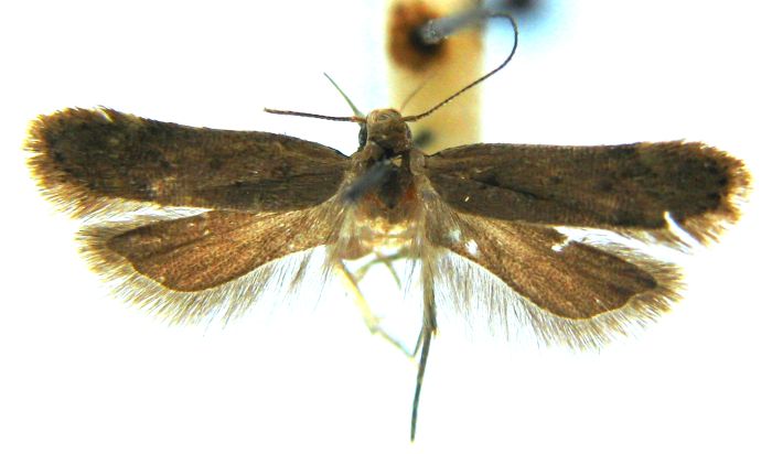Fișier:Anacampsis cornifer (Walsingham, 1897) (Științele naturii) 2197 31.03.2008 Tezaur B4E1D9BC083A44E5BC2992DD12BF443E.jpg