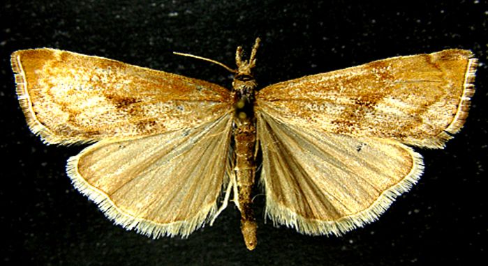 Fișier:Crambus altaicus (Staudinger, 1899) (Științele naturii) 2508 02.09.2010 Tezaur F413DC7273A142CF9F622700A2E6D334.jpg