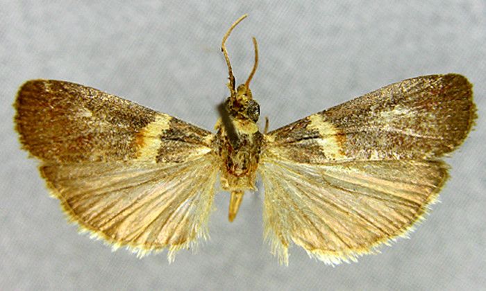 Fișier:Nephopterix johanella (Caradja, 1916) (Științele naturii) 2374 23.05.2014 Tezaur 61F908247FD94B2AA40423FAB2316A85.jpg