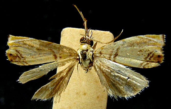 Fișier:Culladia szechwanella f. modesta (Caradja, 1933) (Științele naturii) 2576 06.10.2010 Tezaur 0FE1F16743C14888AD6F69D19004FD1A.jpg