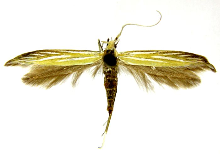 Fișier:Coleophora aureliani (Căpușe, 1967) (Științele naturii) 2344 10.08.2009 Tezaur 6FEC5B2CEA004391920B1AE36B9647CA.jpg