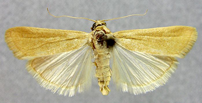 Fișier:Adelosema straminella (Zerny, 1914) (Științele naturii) 2374 23.05.2014 Tezaur 0C16FE4F76BD4859A9DA456E1DB4080D.jpg