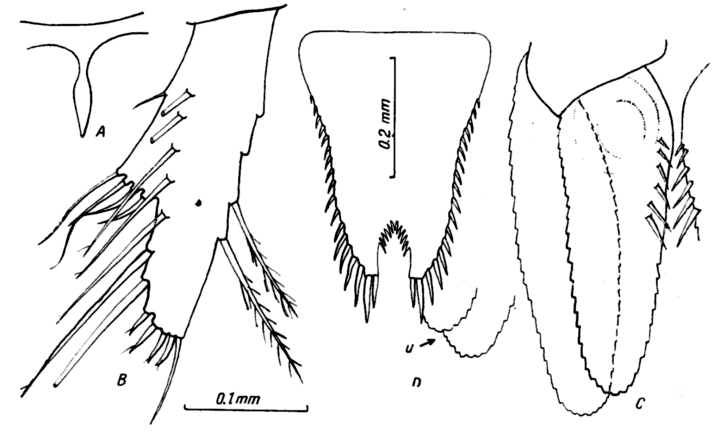 Fișier:Heteromysis mariani (Băcescu, 1970) (Științele naturii) 2021 22.01.2009 Tezaur 49A105993C444D3F9496BD449C61A9D8.jpg