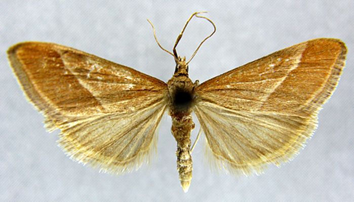 Fișier:Stemmatophora elegantalis (Caradja, 1937) (Științele naturii) 2043 27.01.2011 Tezaur DEE760442FA3446AA133DF320C49264D.jpg