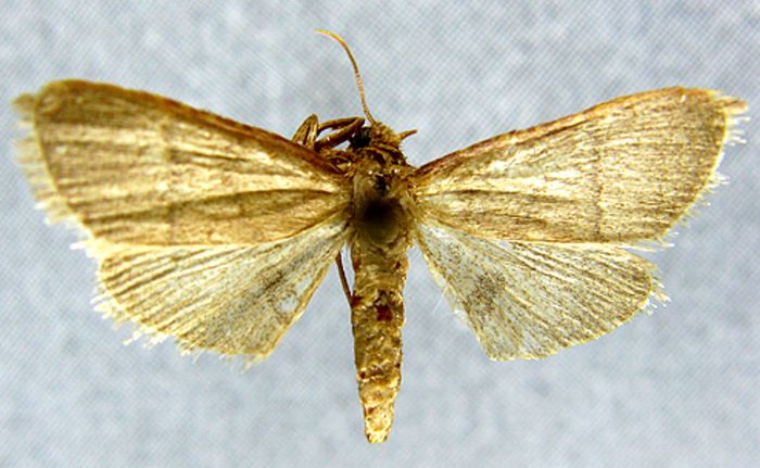 Fișier:Herculia angulifascialis (Caradja, 1932) (Științele naturii) 2043 27.01.2011 Tezaur D25ADAF2D2EA41808CE0C929595A4C3E.jpg