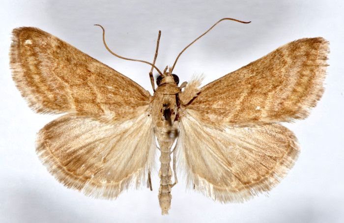 Fișier:Evergestis flavifuscalis Rebel, 1903 (Științele naturii) 2473 09.06.2016 Tezaur 8D0AA30A1A804C86B90D0F70CAE48A33.jpg