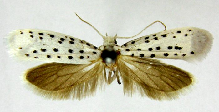 Fișier:Hyponomeuta catharotis (Meyrick, 1935) (Științele naturii) 2377 02.09.2009 Tezaur 1FA37647BBD84A7A861270B5EA6195A9.jpg