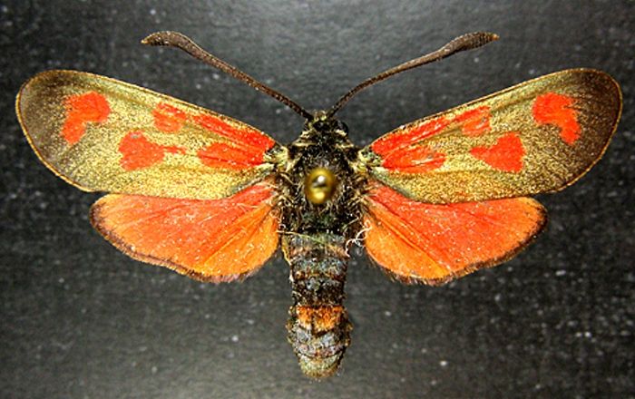 Fișier:Zygaena loti caliacraensis ab cingulatas (Reiss) (Științele naturii) 2236 27.04.2004 Tezaur 57E37DCB3D6D4094B821F0184C7A69F4.jpg