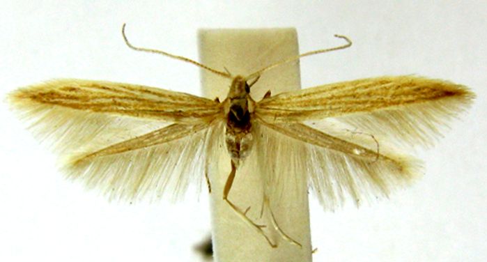 Fișier:Coleophora atlanticella (Rebel, 1896) (Științele naturii) 2344 10.08.2009 Tezaur AED67E2DAF704C8B96E12FC7785DE86C.jpg