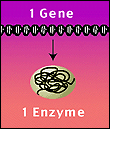 One gene one enzyme.gif