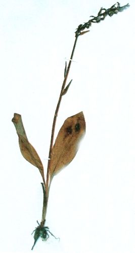 Fișier:Plathanthera chlorantha (Cust.) (Richb., 1828) (Științele naturii) 2474 10.08.2010 Fond 8B03C2A47098441AB9035579B3E2A3A7.jpg