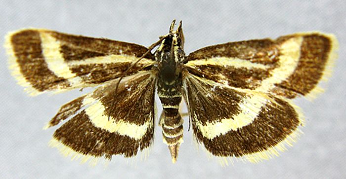 Fișier:Pyrausta strigatalis (Caradja, 1937) (Științele naturii) 2126 04.03.2011 Tezaur 43115AE7087046B68877D10879917196.jpg