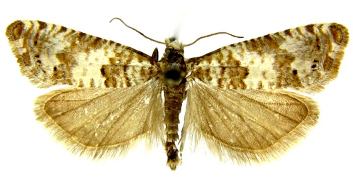 Fișier:Epiblema couleruana var. castiliana (Caradja, 1916) (Științele naturii) 2057 03.02.2010 Tezaur 06CE255427A0478A9E3B3FA53187E6C6.jpg