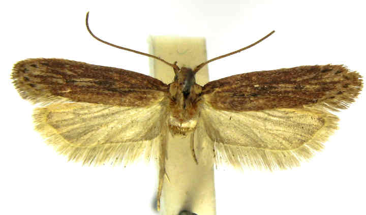 Fișier:Brachmia fulvidella (Walsingham, 1897) (Științele naturii) 2249 16.04.2008 Tezaur 61730D5986644D10BB94F8808618DEFF.jpg