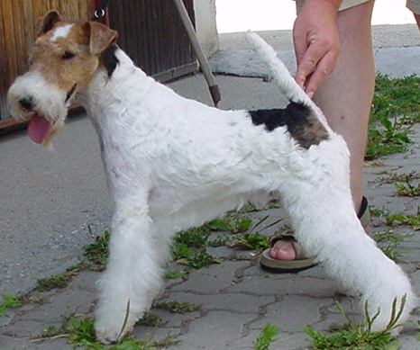 Fox Terrier Wikipedia