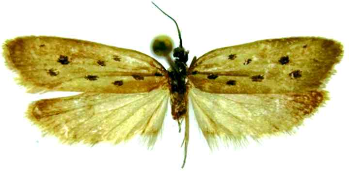 Fișier:Ethmia angarensis (Caradja, 1939) (Științele naturii) 2249 16.04.2008 Tezaur EA71F268FDC24708BAD41E90EC0384E5.jpg