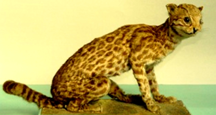 Fișier:Leopardus wiedi (Schinz, 1821) (Științele naturii) 2522 22.08.2008 Tezaur 5D73547D44DF42498C85899BD4838C3A.jpg