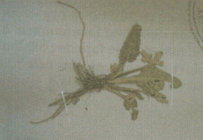 Fișier:Primula elatior (L.) Hill. ssp. leucophylla (Pax.) (Harrison) (Științele naturii) 2037 14.01.2013 Fond 09D2B8496FE34E9FB4BDF52792557FCD.jpg