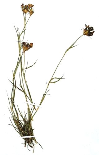 Fișier:Dianthus tenuifolius (Schur, 1859) (Științele naturii) 2310 16.07.2009 Fond F71C0896F0F343CD82D62B5C91D2E879.jpg
