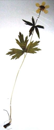 Fișier:Ranunculus carpaticus (Herb., 1836) (Științele naturii) 2310 16.07.2009 Fond B6EFA98A8AE141629C869FD3E189C081.jpg