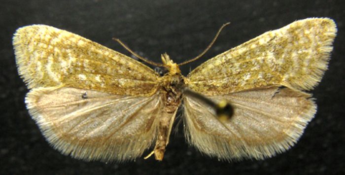 Fișier:Cochylis clathrana var. obscurana (Caradja, 1916) (Științele naturii) 2216 07.05.2010 Tezaur 24A141FBF9EA4CFCA912411362EE572F.jpg