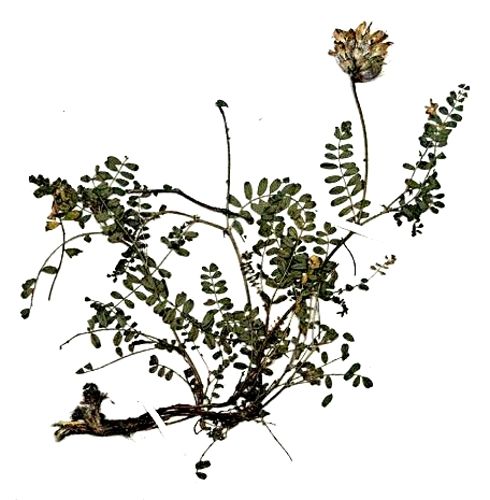 Fișier:Astragalus pseudopurpureus (Gușuleac, 1932) (Științele naturii) 2310 16.07.2009 Tezaur B9E4515873DC4E3FB114687801FE82DB.jpg