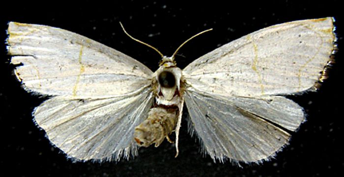 Fișier:Calamotropha sienkiewiczi (Bleszynski, 1961) (Științele naturii) 2508 02.09.2010 Tezaur BA4E985F806E4038A656C7D094A1BFC5.jpg