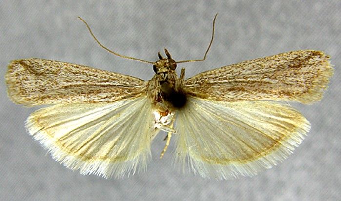 Fișier:Staudingeria holophaeella (Rebel, 1910) (Științele naturii) 2217 04.04.2014 Tezaur 9C0B7B4D55CD444EBD1D1811800210AF.jpg