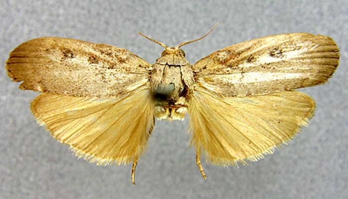 Fișier:Lamoria glaucalis Caradja, 1925 (Științele naturii) 2462 09.06.2016 Tezaur 298F1477C51647E68BA45C2131E1B4BE.jpg