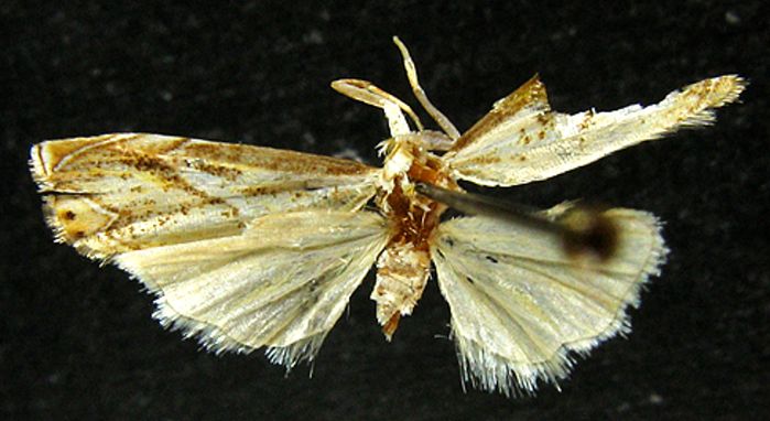 Fișier:Crambus modestellus (Caradja, 1927) (Științele naturii) 2216 07.05.2010 Tezaur E7D60FC83F0C44CDA66706EBDC75935C.jpg