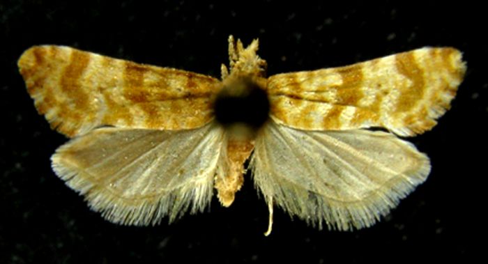 Fișier:Cochylis austriana var. florana (Chrétien, 1905) (Științele naturii) 2168 14.04.2010 Tezaur A411AF3466E64408A5F4A5792669A4E2.jpg