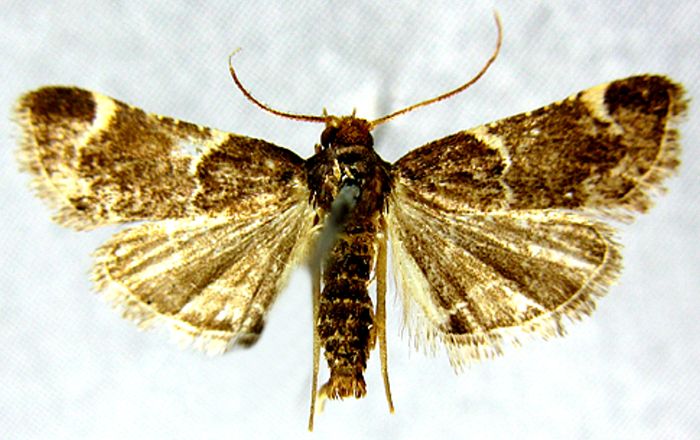 Fișier:Pyralis lienigialis var. dacicalis (Caradja, 1903) (Științele naturii) 2043 27.01.2011 Tezaur 48310EAA812043B39E148AD9E5BB5718.jpg