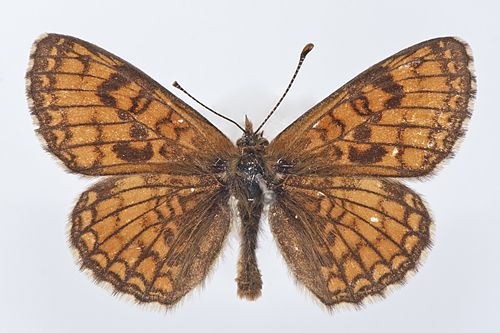 Fișier:Melitaea aurelia var. beata (Caradja, 1892) (Științele naturii) 2026 14.01.2013 Tezaur CB93D917BB964595AED57291E6CDCB52.jpg