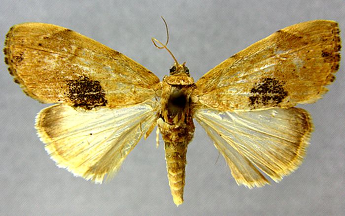 Fișier:Crocidolomia suffusalis var. sinensis (Caradja, 1925) (Științele naturii) 2125 04.03.2011 Tezaur DB581F2E4FE140E8B7B4547446C19255.jpg