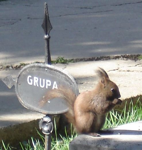 Fișier:Veverita - Cimitirul Catolic Bucuresti.jpg