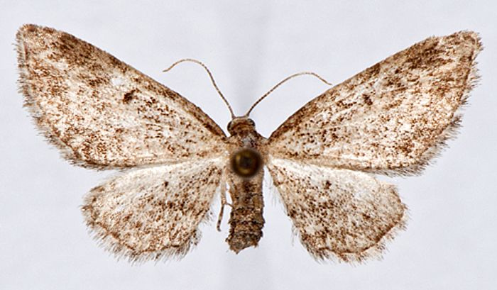 Fișier:Eupithecia inturbata f. clujensis (Draudt, 1933) (Științele naturii) 2026 14.01.2013 Tezaur 9CED0A65456D4E588292F04ED2F5404C.jpg