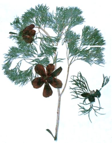 Fișier:Paleonia tenuifolia (Linnaeus; 1753) (Științele naturii) 2448 04.08.2010 Fond D5BC2A4BD9844B0EBC6CAFFB424C4C55.jpg
