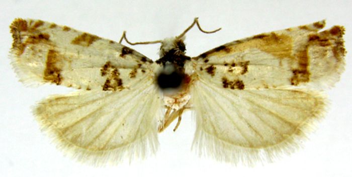 Fișier:Steganoptycha nigromaculana var. ussuriana (Caradja, 1916) (Științele naturii) 2057 03.02.2010 Tezaur 23991F3409014EB38FA6499C6CB20778.jpg