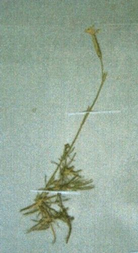 Fișier:Dianthus petraeus (Waldst. et Kit.), ssp. spiculifolius (Schur) (Ciocârlan) (Științele naturii) 2037 14.01.2013 Fond 071B33DF7C214FAAB57661CA47DE5A2D.jpg