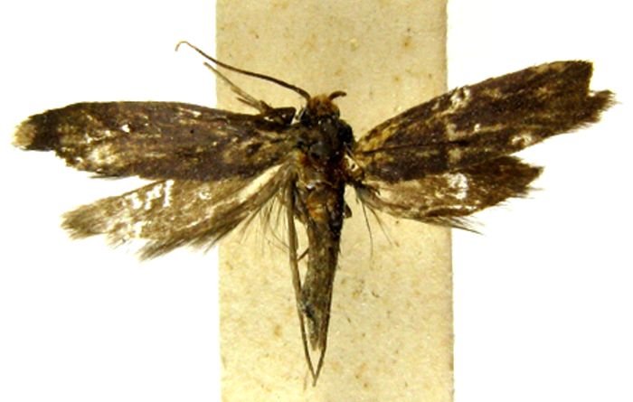 Fișier:Metanomeuta fulvicrinis (Meyrick, 1935) (Științele naturii) 2377 02.09.2009 Tezaur AAF9ABF7BCBD4F1CB0D26B3D5259AD3D.jpg